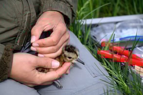 Ankleben des Telemetriesenders © A.Ribnitzky