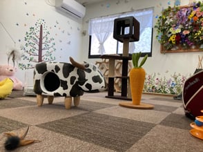 ミヌエットブリーダー　京都　長毛　短足