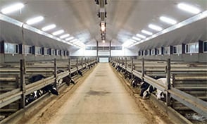 Beleuchtung für Schweineställe