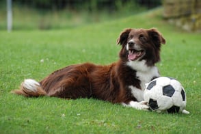 Hundeschule gooddog, über uns