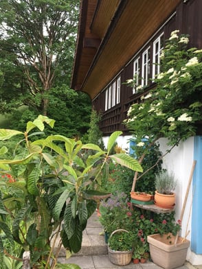 Impression aus unserem Gartenparadies. Im Vordergrund links: eine Wollmispel