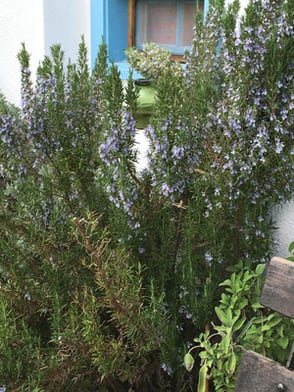 Atelier Café Atelier-Café Restaurant Beiz Besenbeiz Kulinarik Gourmet Essen Kunst Maler Kunstmaler Künstler Daniel Gisler Garten Naturgarten Igel Krinau Lichtensteig Wattwil Toggenburg Ostschweiz St. Gallen