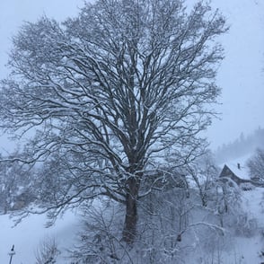 Atelier Café Atelier-Café Restaurant Beiz Besenbeiz Gourmet Kulinarik Essen Daniel Gisler Kultur Kunst Maler Kunstmaler Kunstmalerei Malerei Garten Natur Naturgarten Krinau Lichtensteig Wattwil Toggenburg Ostschweiz St. Gallen