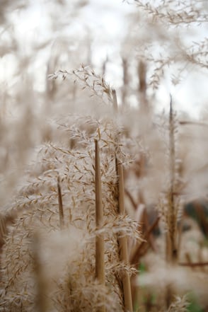 dieartige - stiller Garten im Februar mit Chinaschilf