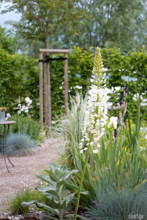 dieartigeGARDEN // Design Studio - Steppengarten - Himalaja-Steppenkerze