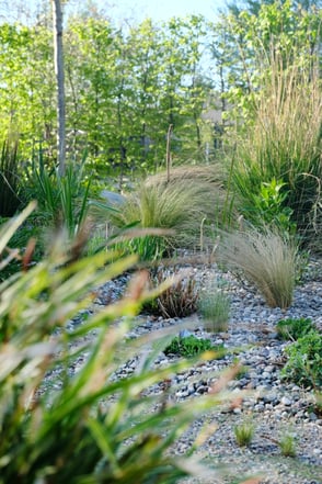 dieartigeGARTEN // #Steppengarten im #Frühling