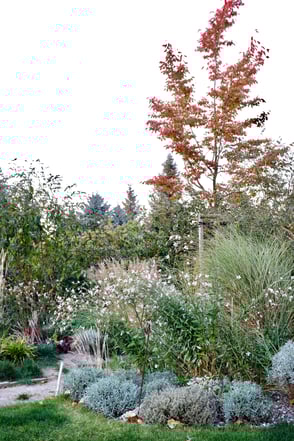 dieartigeGARDEN - Oktober, Herbst im Garten, Felsenbirne+Prachtkerze