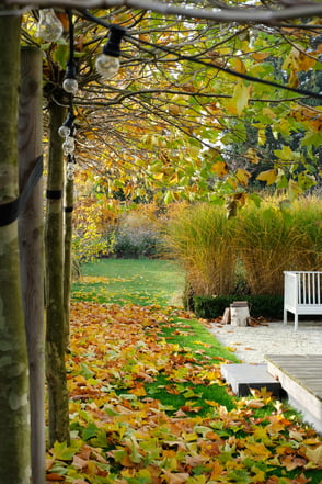 dieartigeGARDEN -Platanenlaub im Herbst, Garten, Gräser, Terrasse