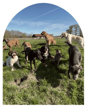 Hundepension und Hundetagesstätte