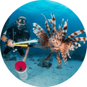 lionfish dive