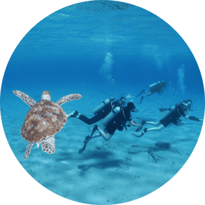 Best diving rates prices curacao