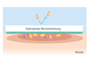 Zweites Foto: Darstellung der Hydrophoben Wechselwirkung des Cutimed Sorbion Sorbact