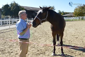 SENTRU Pferdegestützte Führungsworkshop