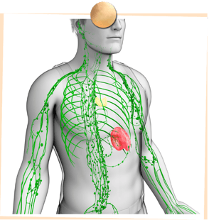 Lymphdrainage, Patricia Kressig-Schori, Praxis für Energetische Körpertherapien, Zürich