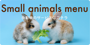 いきものがかり　小動物　うさぎ　モルモット