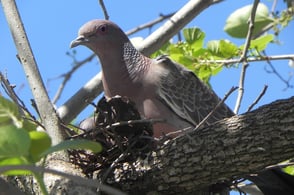 asa branca, pigeon, passenger pigeon, spring awakening, rain, sertão, Pernambuco, Brazil, Luiz Gonzaga, Brazil travel, tour guide