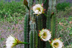 mandacaru, wiederstandskraft, cereus jamacaru, kaktus, nordosten, brasilien, peter rieser, geschichte, steppe, brasilien, biografie