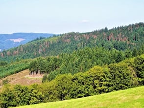 Impact du changement climatique sur les arbres de la forêt de la pyramide en Région Rhône Alpes.