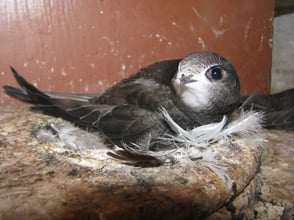 Foto: NABU/Erlenbach