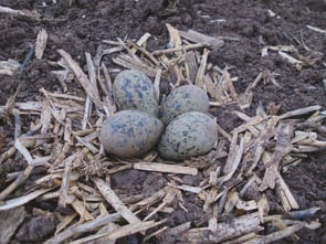 Kiebitz-Gelege (c) Wolfgang Kortner