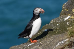Papageientaucher ©Wolfgang Sprügel