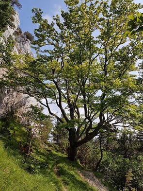 Naturcoaching im Wald; Praxis für Naturheilkunde und Tibetische Medizin Baden