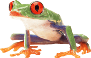 Image animaux detourée transparent sur fond blanc rainette aux yeux rouge amazonian forest frog png