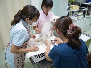 スリッカーの使い方をお話しています。