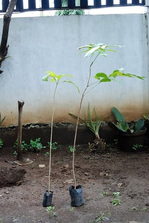 andwood アンドウッド 新潟 無垢フローリング 調達記 インドネシア チーク 植林