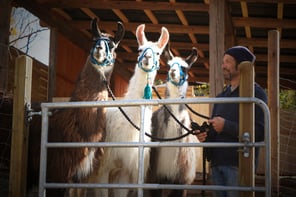 Lama Mama, Lamawanderung, Lama wandern, Wandern mit Lamas, Lamahof, Sommerein, Niederösterreich