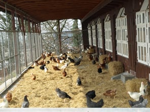 Geflügelzucht Jud - Wengistrasse 11 - 8722 Kaltbrunn