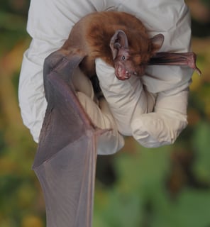 (c) Petra Altrichter