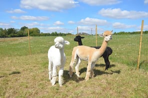 alpagas ferme de gouzincourt