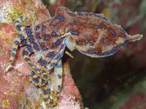 小さくてかわいいですが毒を持ったタコです