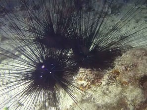 ナイトではよく見るガンガゼ。トゲが細いので刺さりやすい