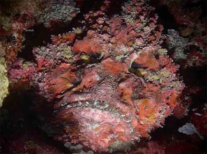 オニダルマオコゼ猛毒。足元にいる場合がある