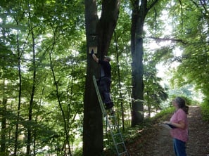 Fledermauskastenkontrolle am Geiersberg, Foto: Waas