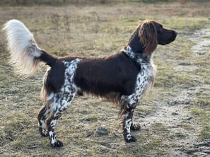 Eyck II vom Kiefernwalde