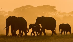 Kilimanjaro Tours - Trekking Kilimanjaro auf Rongai-Route - Reise nach Tansania - Safari