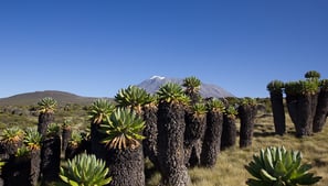 Kilimanjaro Reise - Marangu-Route - Aktivferien in Tansania