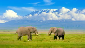 Gruppen-Reise Tansania - Besteigung Kilimanjaro - Safari Serengeti - Badeferien Sansibar