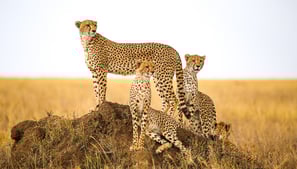 Kilimanjaro Tours - Reise Tansania - Safari - Serengeti - Sansibar
