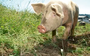 Schweine in Freilandhaltung