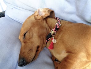 Weihnachtshalsband Welpen Little X-Mas Candy