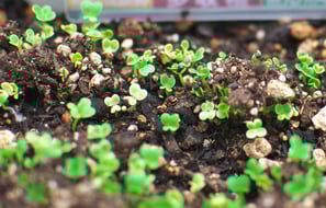 小松菜　種まき4日目