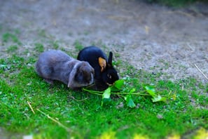 Unsere Hasen-Stupsi und Selma 