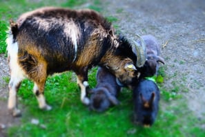 Unsere Zwergziege und 2 Hasen