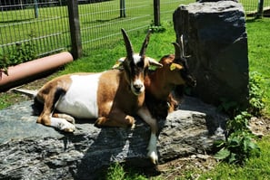 Unsere Zwergziege Zecki