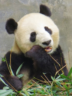 Nahe Chengdu besuchen wir eine Aufzuchtstation für Pandabären.