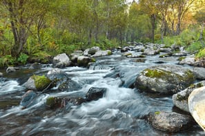 Le cycle de l'eau en forêt, un torrent.